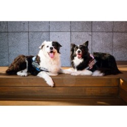 Szelki Bodyguard dla psa, rożowy, S, 50-60 cm