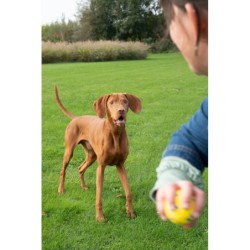 Zeus Nitro, piłka z gumowym rdzeniem, zabawka, dla psa, M, 6,3 cm