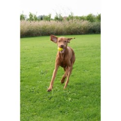 Zeus Nitro, piłka z gumowym rdzeniem, zabawka, dla psa, L, 7,6 cm