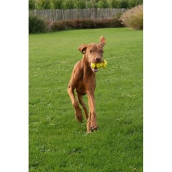 Zeus Nitro, Grip Ball, zabawka, dla psa, 12,4 cm, z gumowym rdzeniem