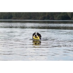 Zeus Nitro, ringo, zabawka, dla psa, 16 cm