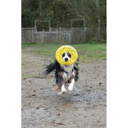 Zeus Nitro, dysk do rzucania, zabawka, dla psa, 24 cm