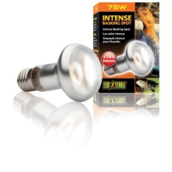 Żarówka Intense Basking Spot 75W,63mm