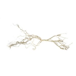 Korzeń Czardrzewo 15-20 cm