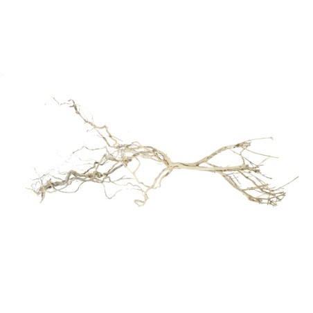 Korzeń Czardrzewo 15-20 cm