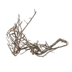 Korzeń Japoński Czarny S,10-15 cm