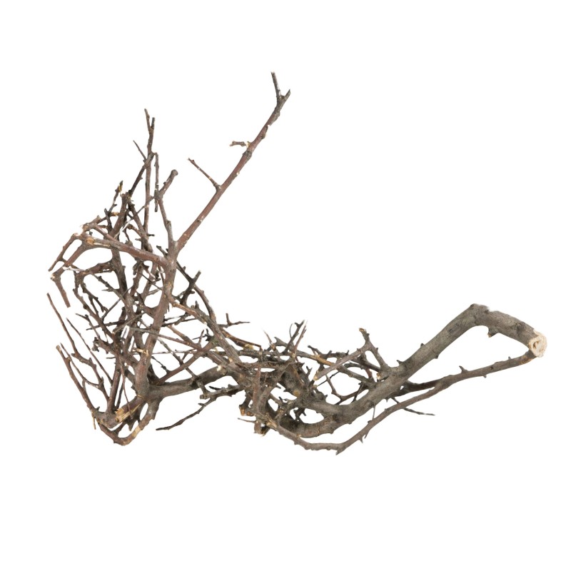 Korzeń Japoński Czarny S,10-15 cm