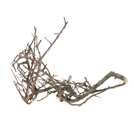 Korzeń Japoński Czarny S,10-15 cm