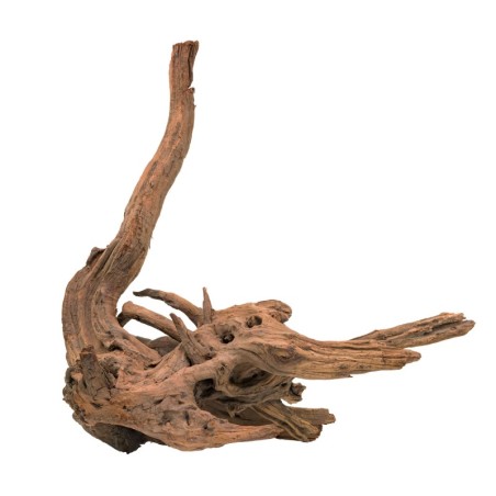 Korzeń Malaysian, 80 - 120 cm