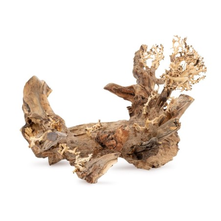 Tonące drzewo Bonsai nr 50 40x30