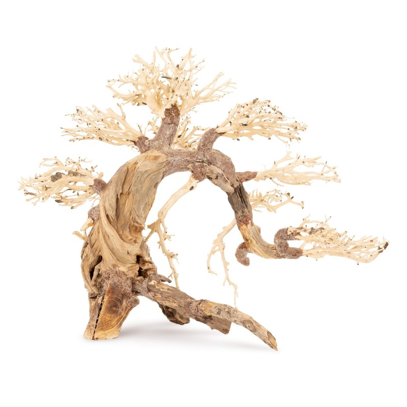 Tonące drzewo Bonsai nr 13  60x40