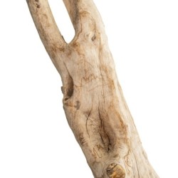 Korzeń Twist Wood Root 50-200 cm