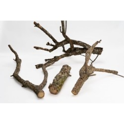 Gałąź dębu korkowego, 50 cm, L