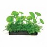 Aqua Natura,  roślina, do dekoracji akwarium, zielona, plastikowa, 10 cm , liście w kształcie dysków