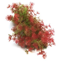 Aqua Natura,  roślina, do dekoracji akwarium, czerwona, plastikowa, 12-23 cm , bardzo drobne czerwone kwiaty