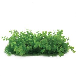 Aqua Natura,  roślina, do dekoracji akwarium, zielona, plastikowa, 10 cm , doniczka korytkowa, gęste bardzo drobne liście