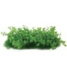 Aqua Natura,  roślina, do dekoracji akwarium, zielona, plastikowa, 10 cm , doniczka korytkowa, gęste bardzo drobne liście