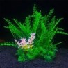 Aqua Natura,  roślina, do dekoracji akwarium, zielona z dodatkiem zółtego, plastikowa, 12 cm , różne rodzaje roślin