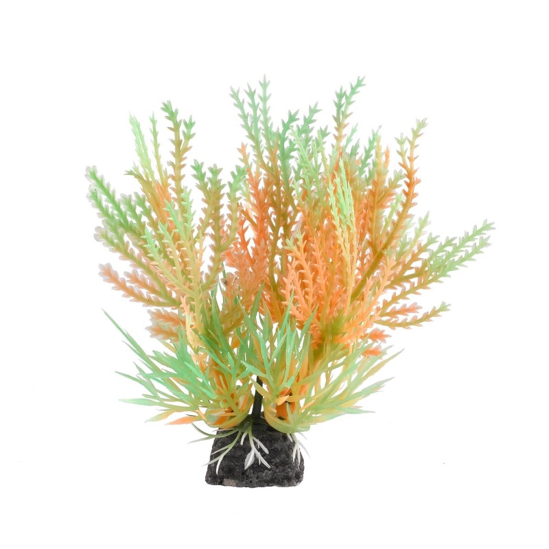 Aqua Natura,  roślina, do dekoracji akwarium, miętowo-pomarańczowa, plastikowa, 10 cm , pnący sukulent