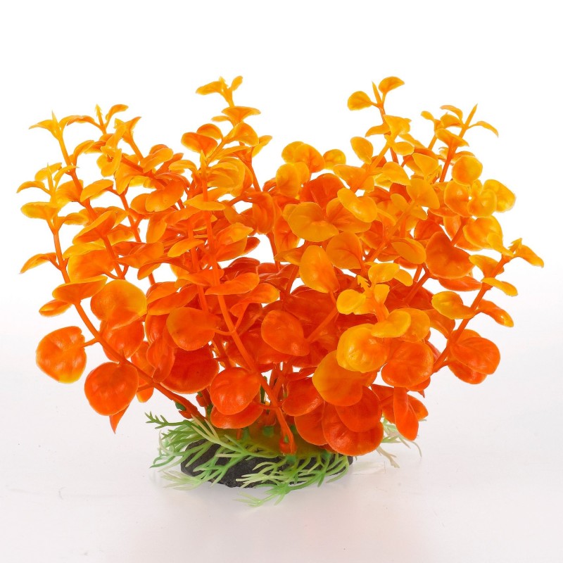 Aqua Natura,  roślina, do dekoracji akwarium, żwo pomarańczowa, plastikowa, 12 cm , peperomia, szeroka