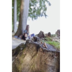 Insect Hearts, przysmak z insektów, dla psa, w kształcie serca, 80g