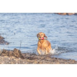 Aqua Toy Latarnia morska, zabawka, dla psa, TPR, 12 cm