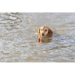 Aqua Toy Boja, zabawka, dla psa, TPR, 19 cm