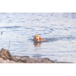 Aqua Toy Boja, zabawka, dla psa, TPR, 19 cm