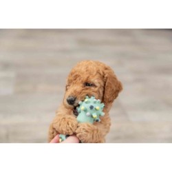 Mini hantel JUNIOR, lateks 10 CM