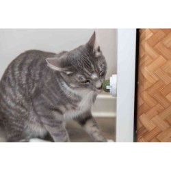 Kulka z kocimiętki z uchwytem, dla kota, 5 cm, do przyklejania