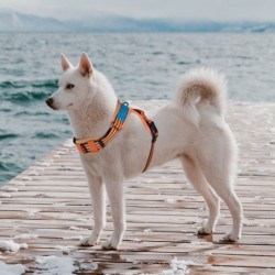 Szelki, dla psa, niebiesko-pomarańczowe, odblaskowe, rozmiar XL, podkładka pod szyję, ob.szyi 66-92cm/ob.klatki 74-121cm