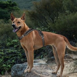 Szelki, dla psa, czarne, odblaskowe, rozmiar XS, podkładka pod szyję, ob.szyi 31-41cm/ob.klatki 32-50cm