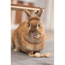 Hantle, zabawka, dla gryzoni, drewno/trawa, 9 × 2 cm, 2 szt/opak