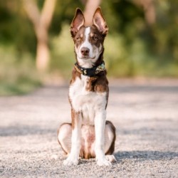 Obroża dla psa, z wytrzymałej tkaniny, wzór boho, 2,5x40-55cm