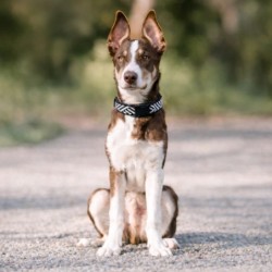 Obroża dla psa, z wytrzymałej tkaniny, wzór aztecki, biało-czarne paski, 1,5x30-40cm