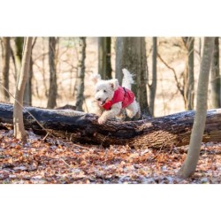 Vimy, płaszcz przeciwdeszczowy, dla psa, czerwony, L: 62 cm