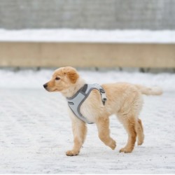 Szelki dla psa 28-41cm, szary/błękitny