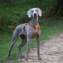 Szelki, dla psa, niebiesko-pomarańczowe, odblaskowe, rozmiar L, podkładka pod szyję, ob.szyi 50-66cm/ob.klatki 57-87cm